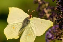 20220702_schmetterling_zitronenfalter_005_3000er_Meta