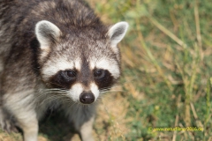 Waschbär in Rheinboellen