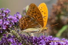 20220727_schmetterling_Kaisermantel_004_3000er_Meta