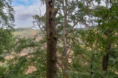20220827_Taben_urwald_009_3000er_Meta