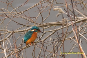 Eisvogel an der Saar