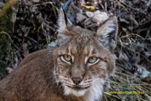 Luchs