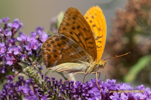 Schmetterling Kaisermantel