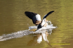 Nilgans beim Landeanflug