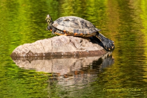Wasserschildkröte
