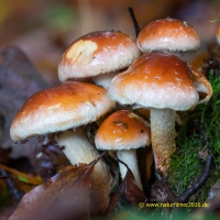 Pilze, Schwefelköpfe