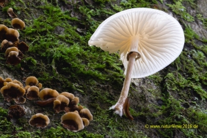 Pilze (durchleuchtet) im Herbst