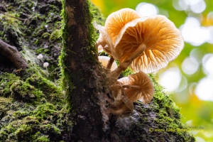 Pilze (durchleuchtet) im Herbst
