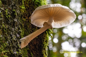 Pilze (durchleuchtet) im Herbst