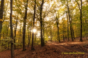 Herbstwald