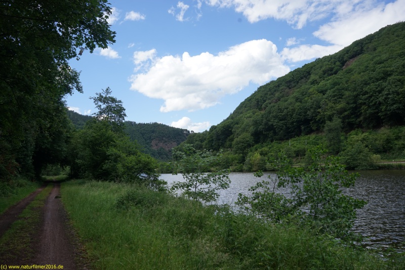 Saarufer - Wanderweg in Taben-Rodt (Nr. 6)