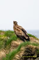 Seeadler an der Nyksundveien, kurz vor Nyksund