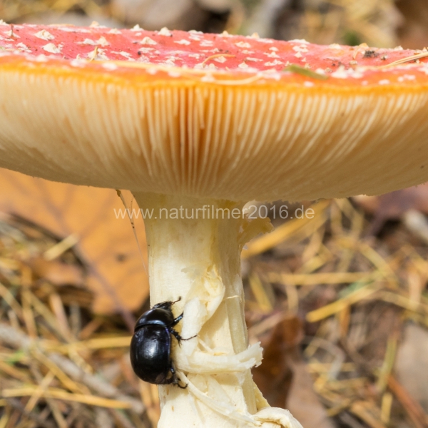 20201102_pilze_Kaefer_DSC04757_5x5_meta2