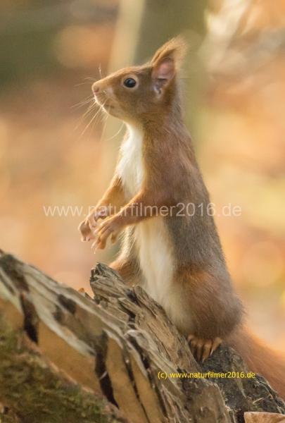 20201118_Eichhoernchen_DSC05103_2_meta_2000x3000