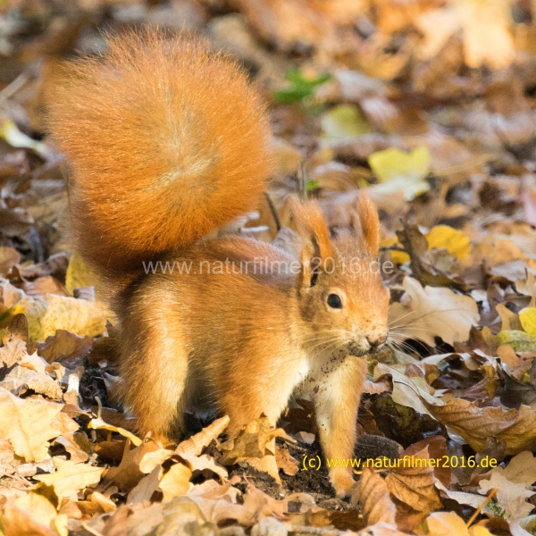 20201118_Eichhoernchen_DSC05115_5x5_meta