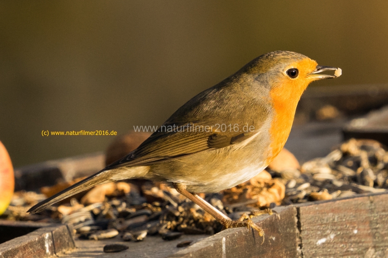 20201120_futterstelle_rotkehlchen_DSC05162_meta