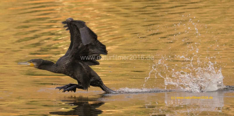 20201120_kormoran_DSC05169_16x9_meta