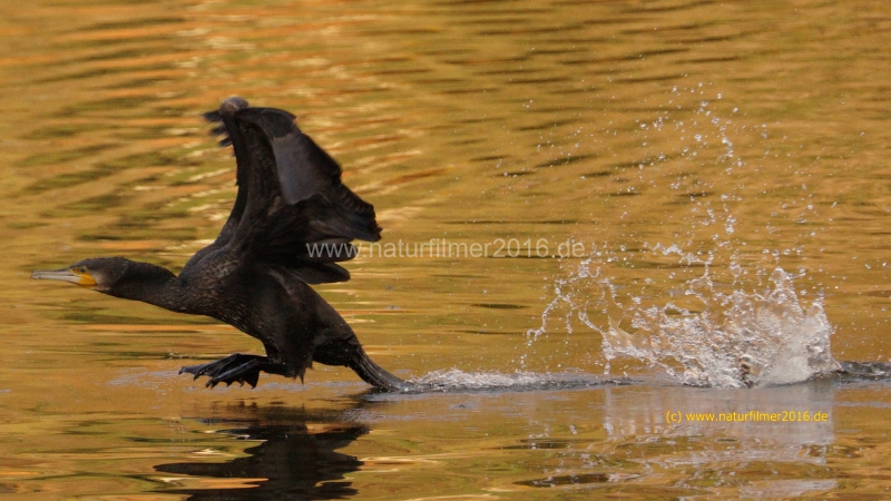 20201120_kormoran_DSC05169_16x9_meta_a