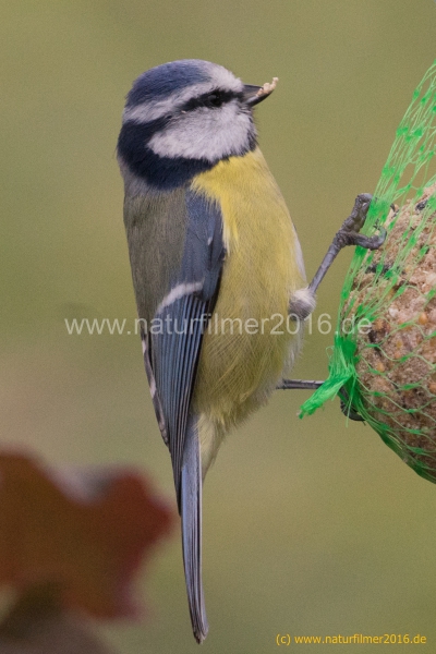 20201122_futterhaus_meise_DSC05315_meta