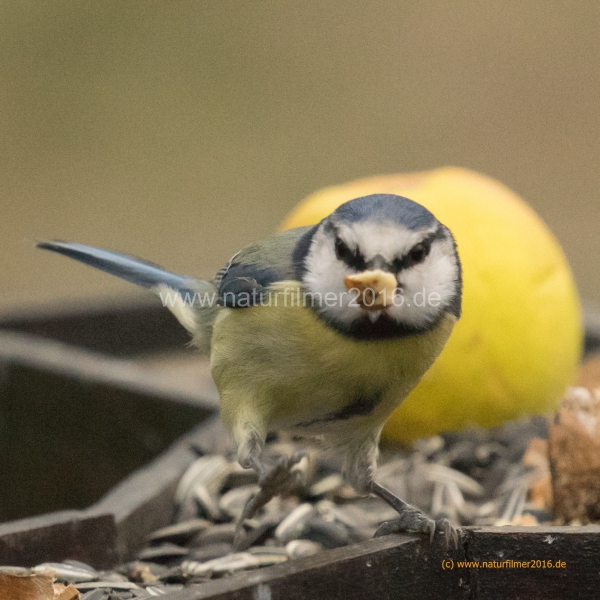 20201122_futterhaus_meise_DSC05322_5x5_meta