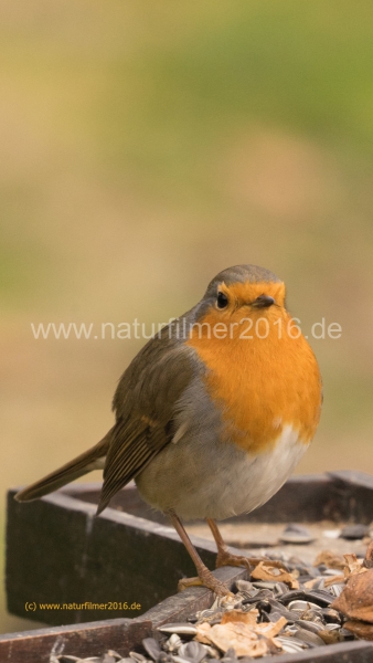 20201122_futterhaus_rotkehlchen_DSC05335_16x9_meta