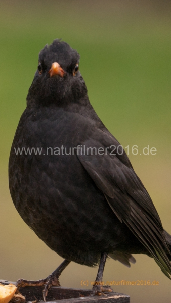 20201129_futterhaus_amsel_DSC05362_1080x1920_meta