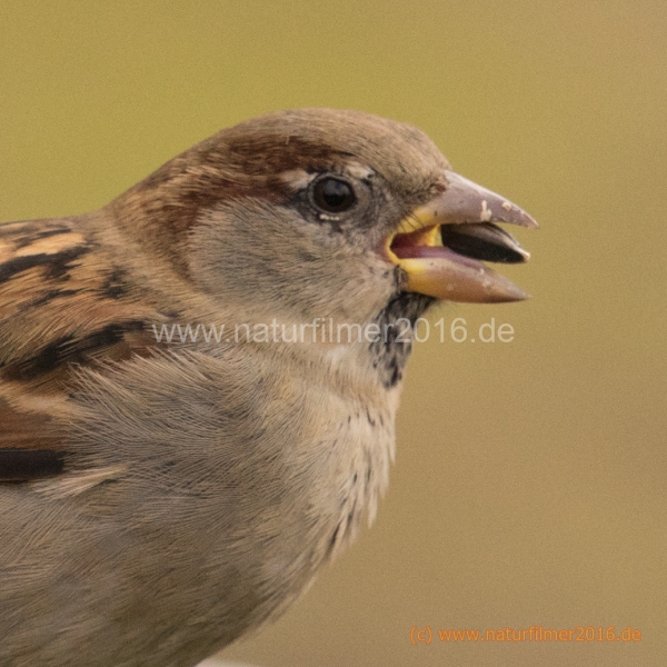 20201129_futterhaus_sperling_DSC05405_5x5_meta