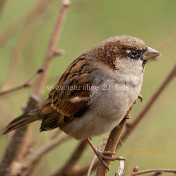 20201129_futterhaus_sperling_DSC05411_5x5_meta