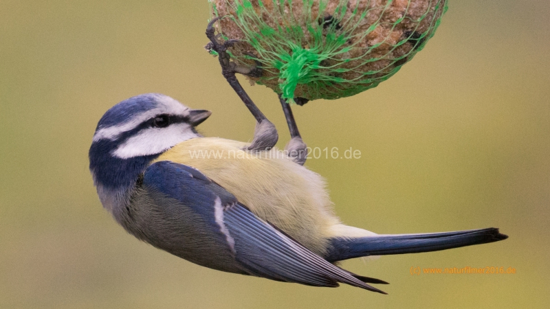 20201206_meise_DSC05590_16x9_meta