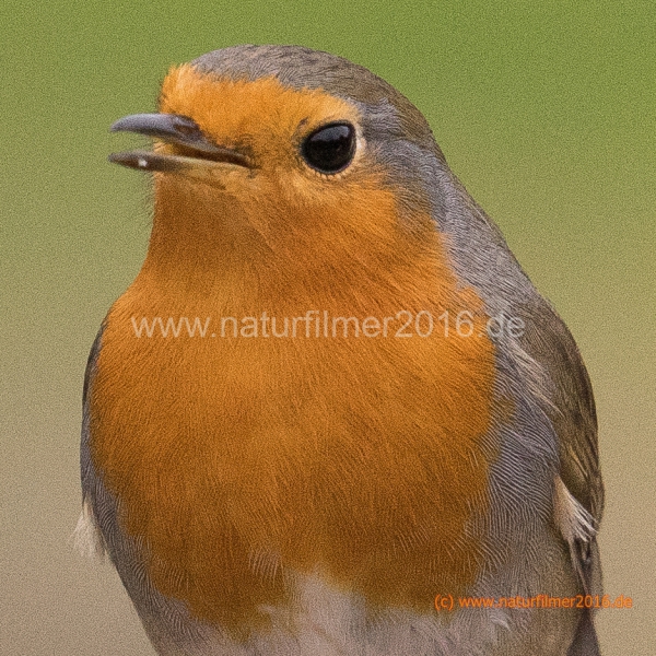 20201206_rotkehlchen_DSC05602_5x5_meta